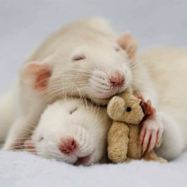 Ratas blancas durmiento